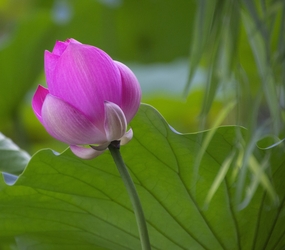 夏日炎炎荷塘荷花含苞待放图片